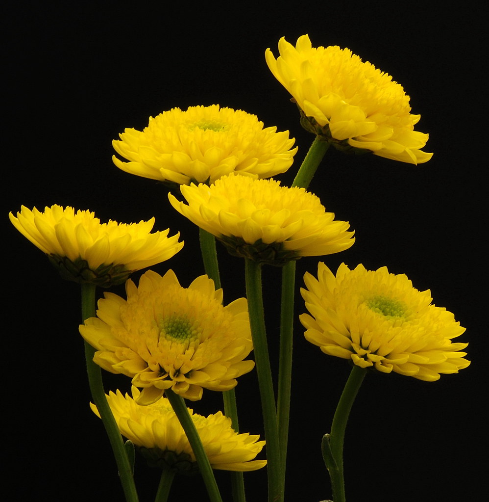 My 25 cent flowers a photo on Flickriver