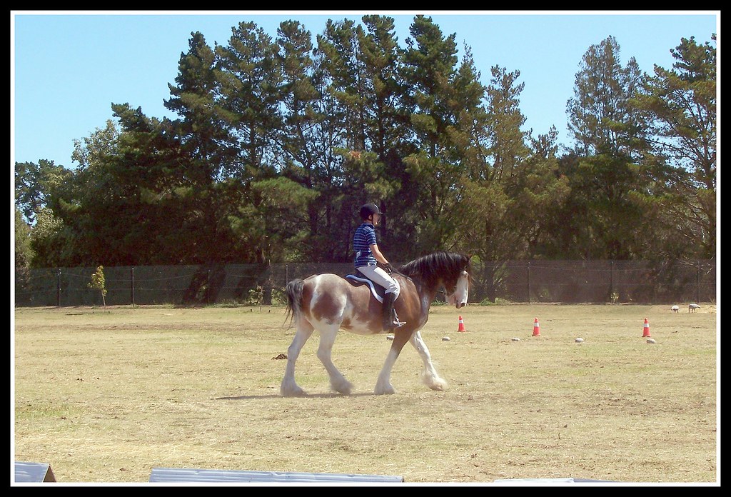 Clydesdale Dressage a large clydesdale doing a dressage ro… Jill