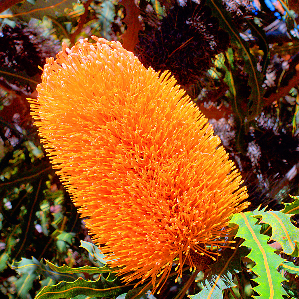 Bottle Brush Tree ? I'm not sure what these plants are cal… Flickr