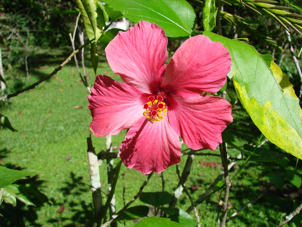 Cayena fucsia (Hibiscus rosasinensis) a photo on Flickriver