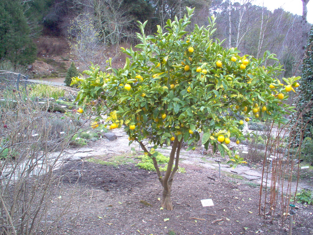 Meyer lemon tree U C Berkeley botanical Garden, February… Flickr