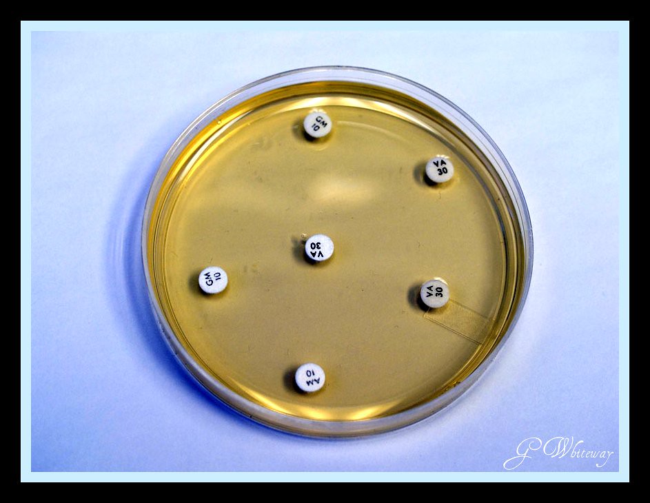 Microbiology/chemistry Antibiotic disc on agar plate tes… Flickr