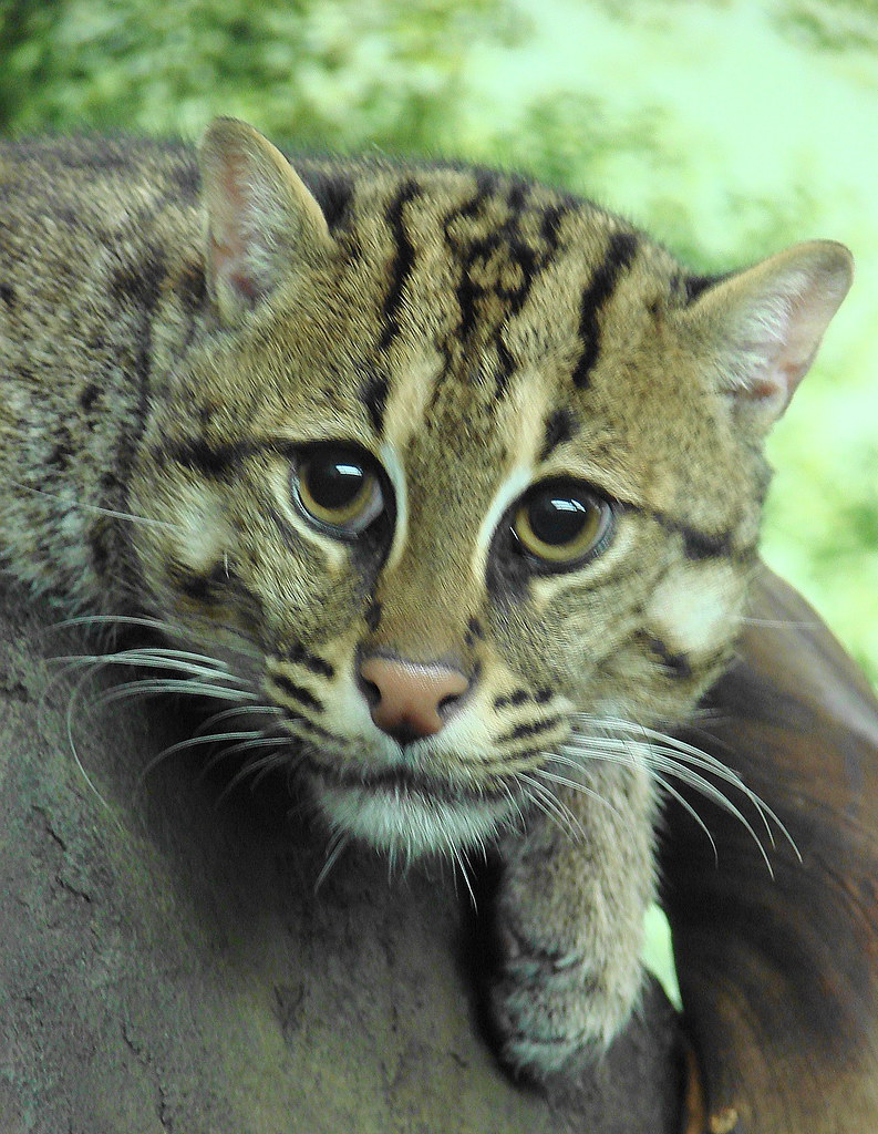 Fishing Cat at the Cincinnati Zoo a photo on Flickriver
