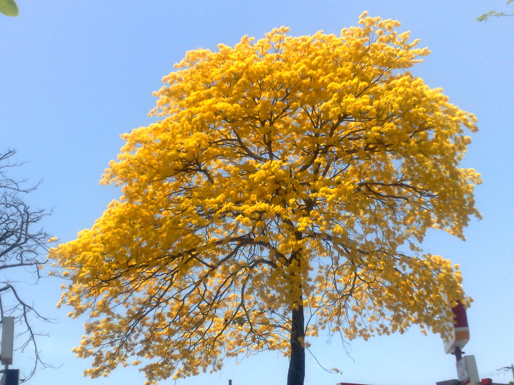 ESPECTACULAR COLORIDO DEL ARBOL DENOMINADO GUAYACAN QUE PI… Flickr