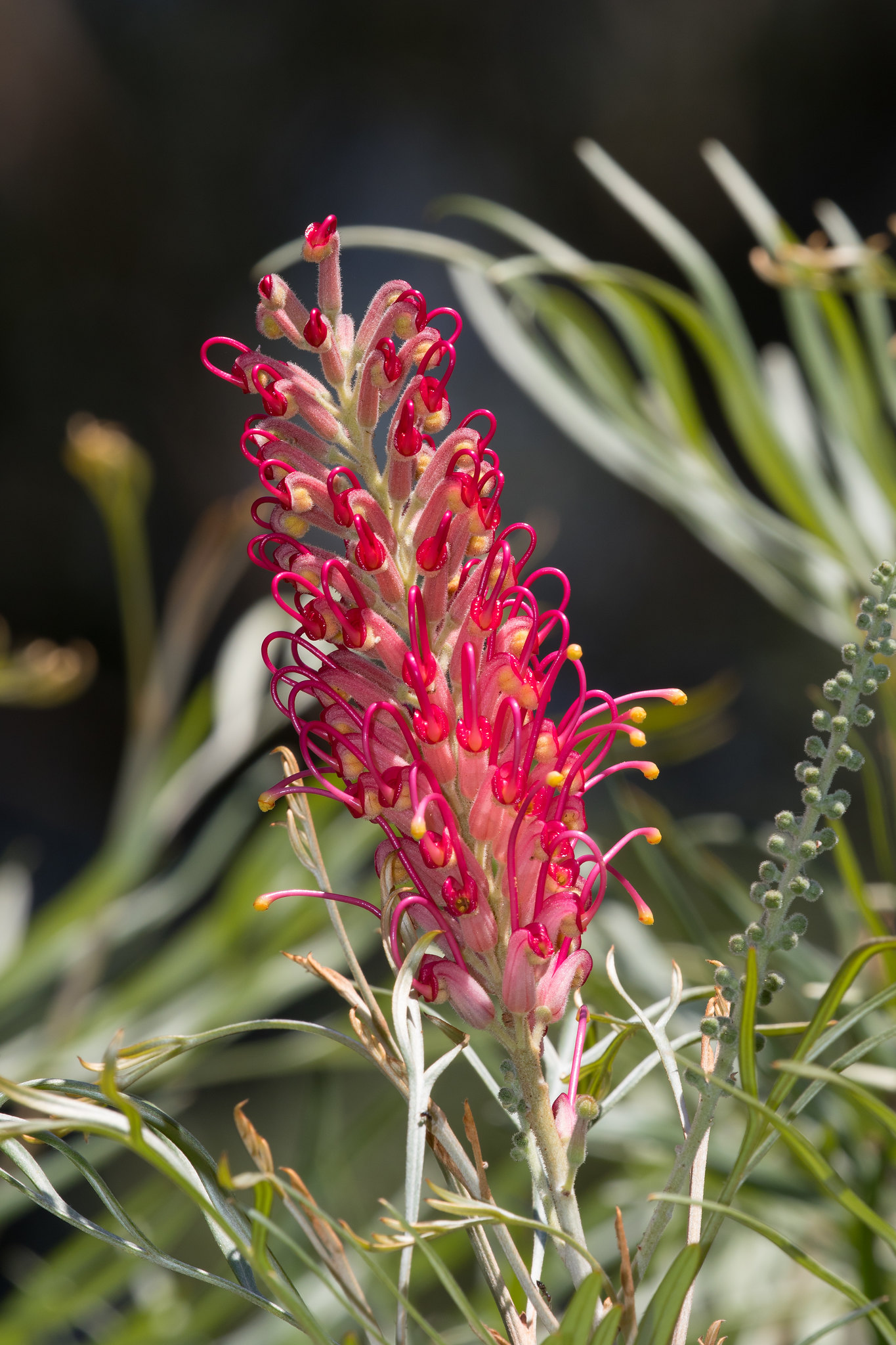 Hunter Region Botanic Gardens Campervan Finder