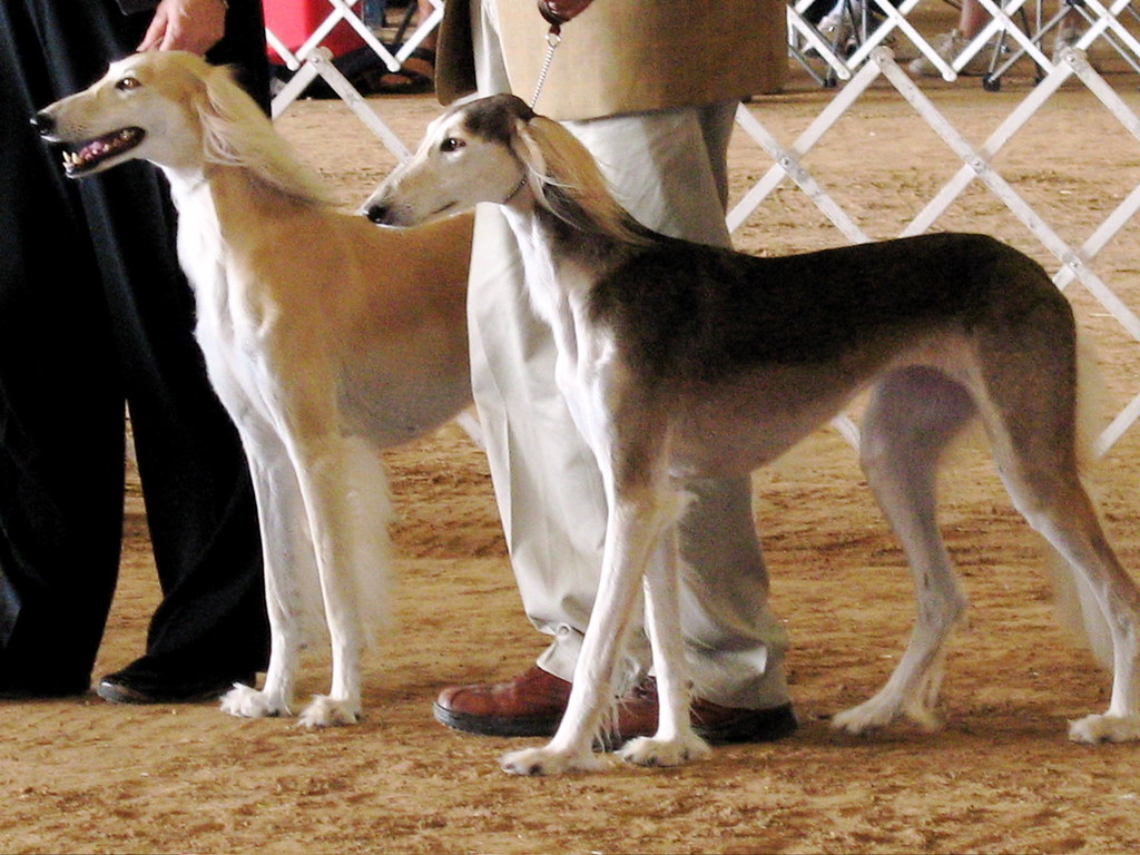 Salukis Salikis exhibited at the Cypress Creek Kennel Club… Flickr