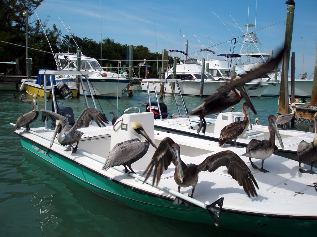 pelican landing in the keys Theresa Flickr
