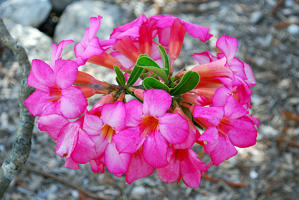 Flower Protection Zack Shackleton Flickr