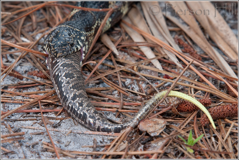 Eastern Kingsnake eating cottonmouth 9/10 a photo on Flickriver
