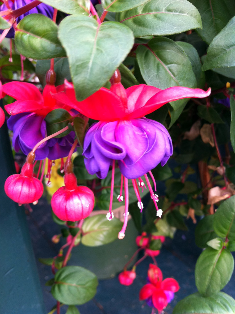 Fuchsia Lafayette Florist & Greenhouses in Lafayette, Co… Flickr