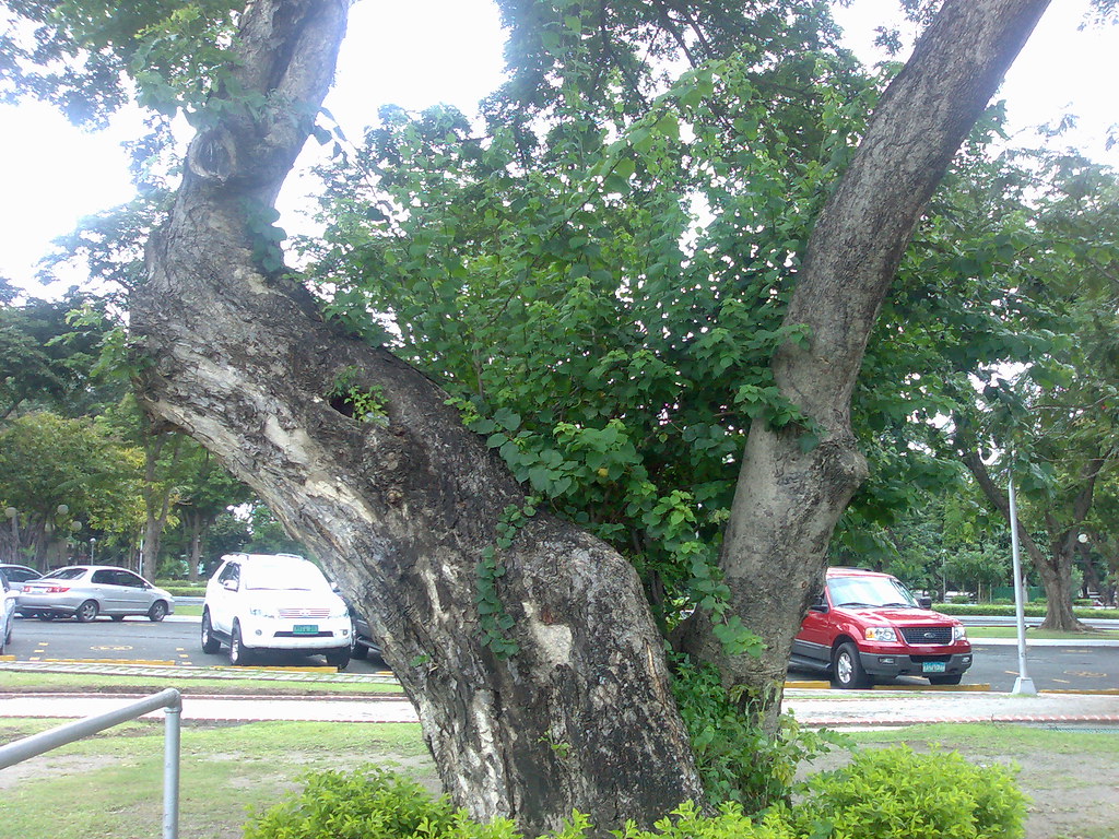 Narra Tree detail Amberwing Flickr