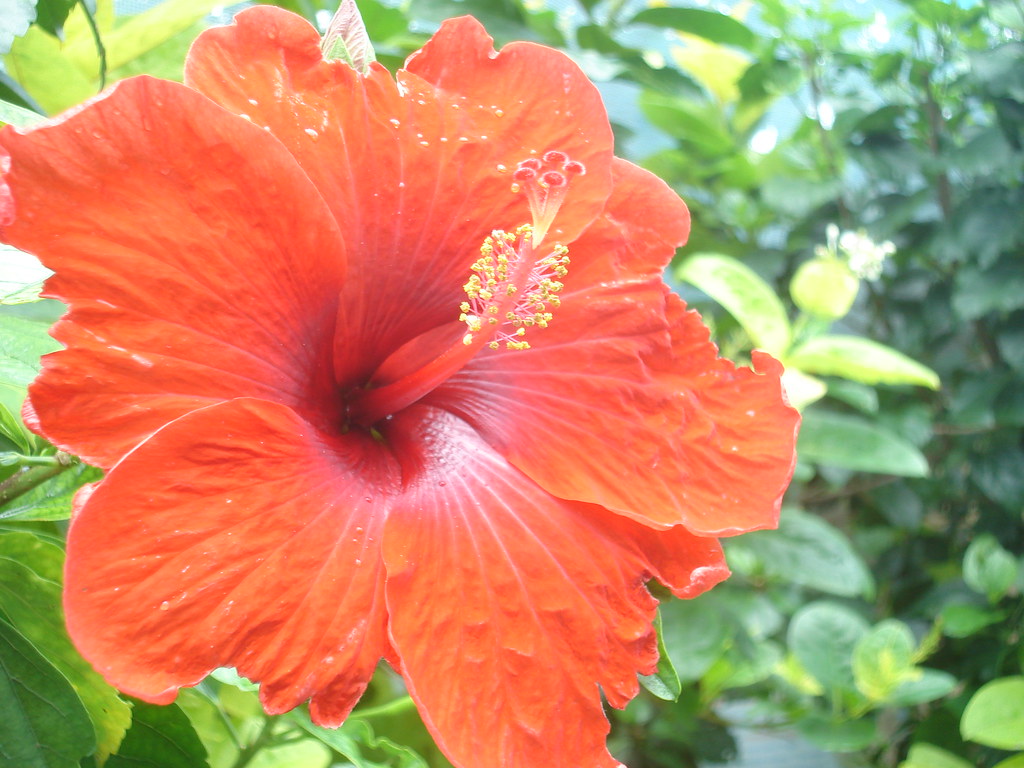 Gumamela JP Rada Flickr