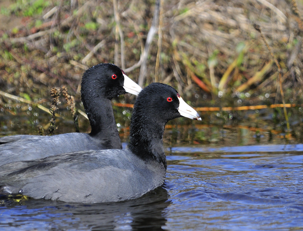 A coot couple Peter Baer Flickr