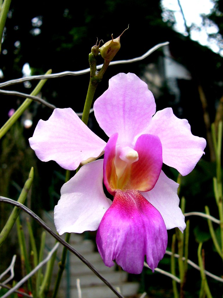 Sentosa Flower Show Colourful Strokes Flickr