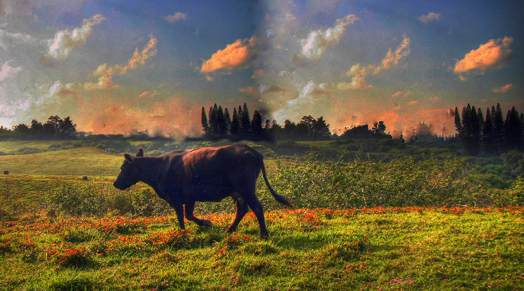 Cow imitating Art Taken on a cattle ranch in Kohala, Hawai