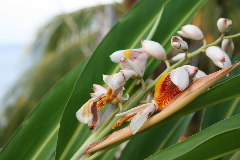 Flower that smells like paradise the aroma! philngreta Flickr