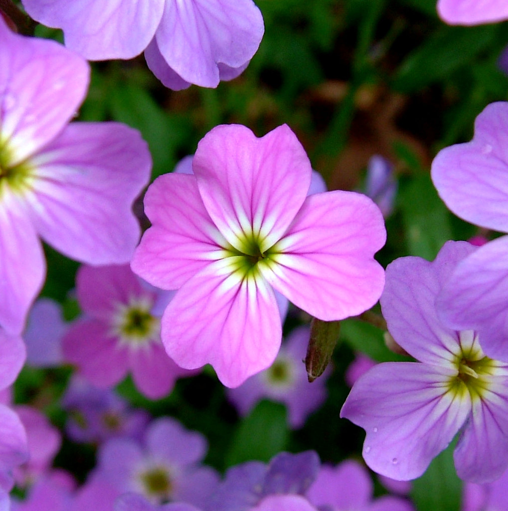 Stock Flower My Garden, Bournemouth Say_No_To_Turtles Flickr