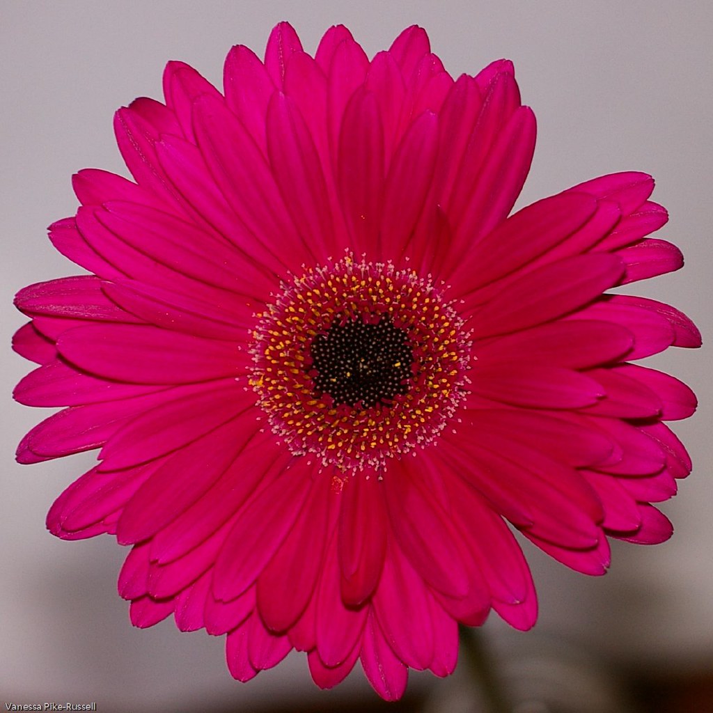 Gerbera flower pink valentines day flower IMGP09842200… Flickr