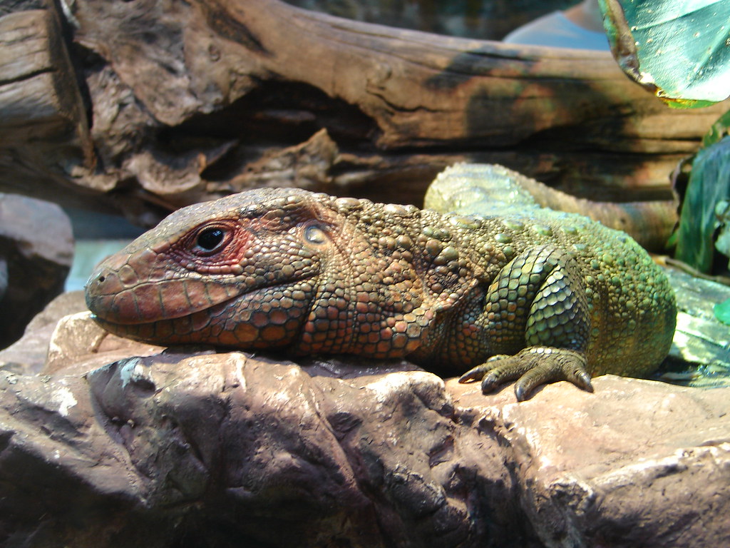 Resident of Shedd's Aquarium in Chicago Shannon RossAlbers Flickr