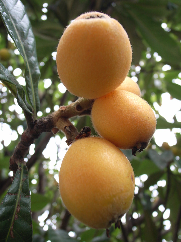 Japanese quince Toshiyuki IMAI Flickr
