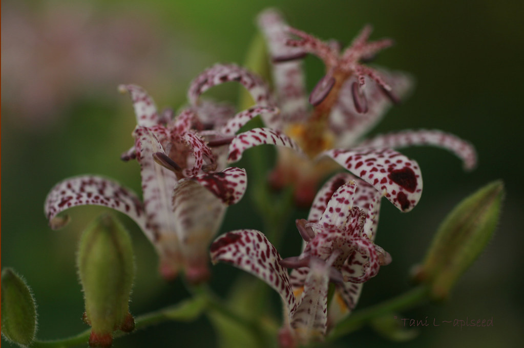 Dancing Toads The toad lily is finally blooming in the gar… Flickr