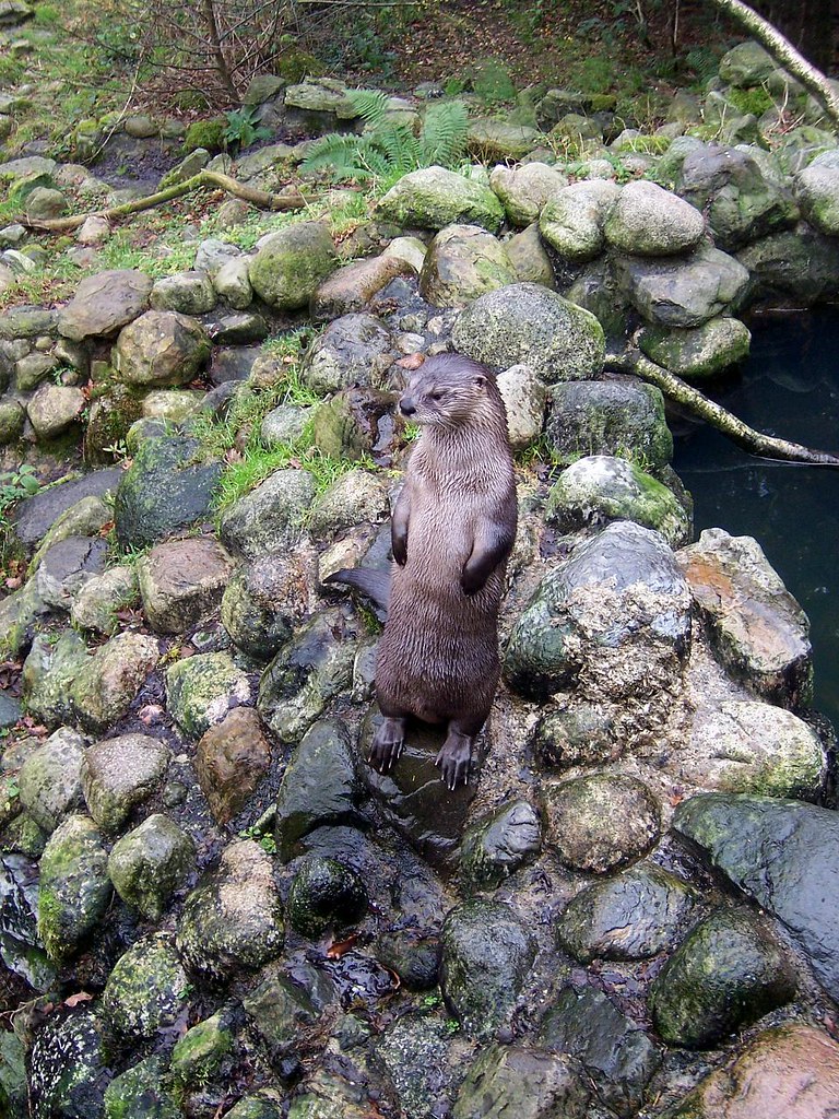 Otter at Oban Sea Life Centre David Lewis Flickr