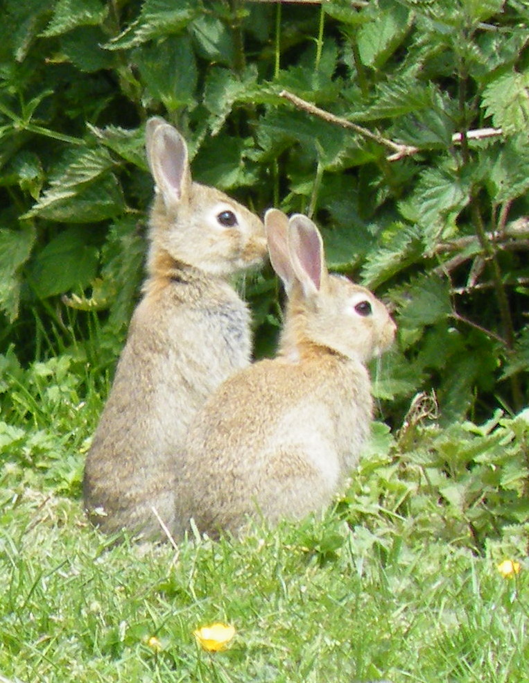 Young Rabbits in Hastings Country Park. * Seen in Hastings… Flickr