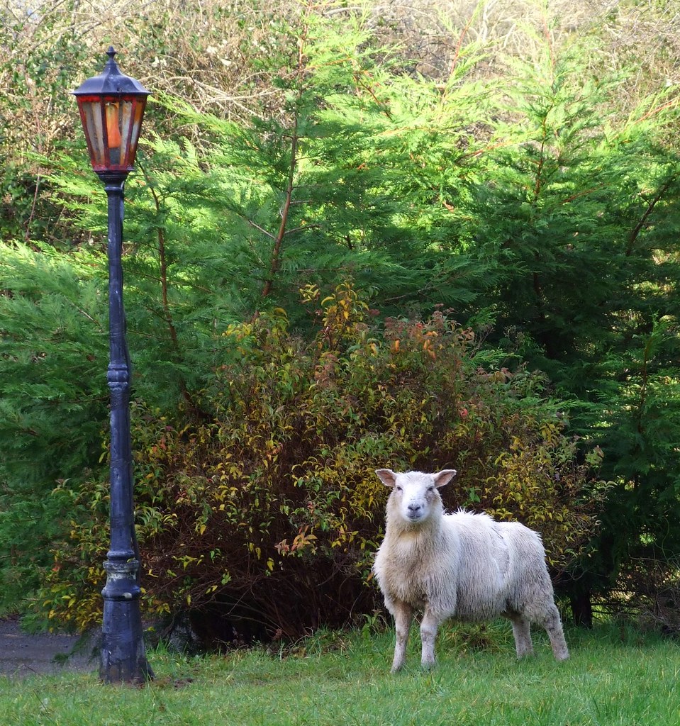 Lambpost.... This little fella was wandering in our garde… Flickr
