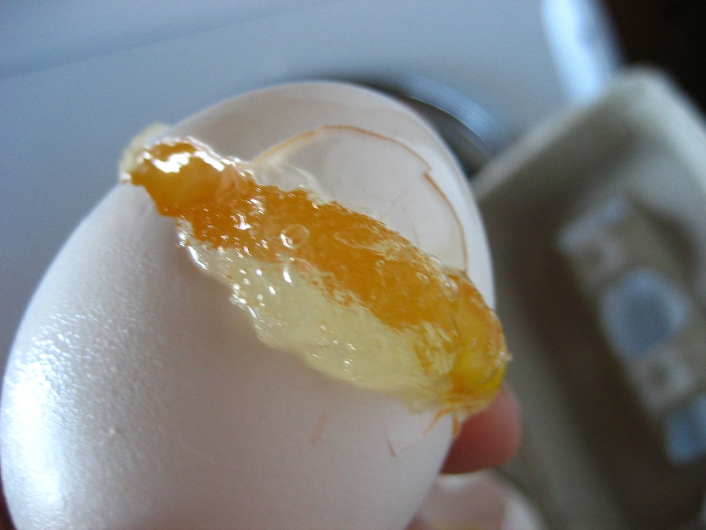 Ligamento blanco y galladura 5 preguntas comunes sobre los huevos