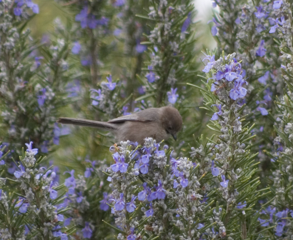 Bushtit on Rosemary Cute little bird on rosemary plants. Pete Flickr