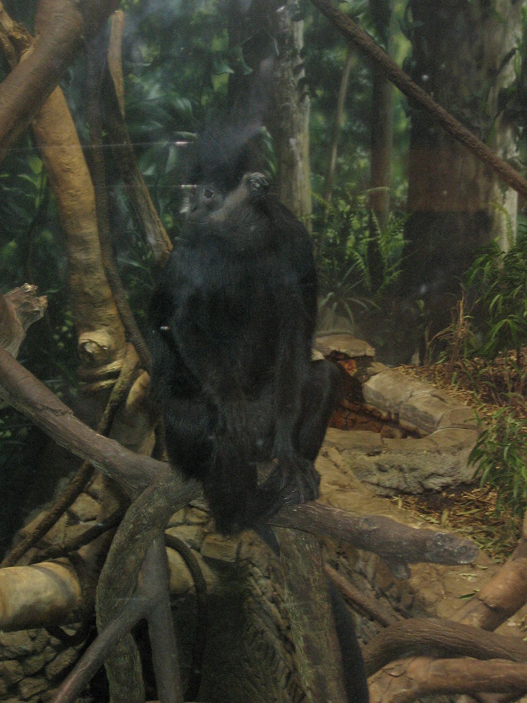 The friendliest monkey at the Rainforest Derek Marx Flickr