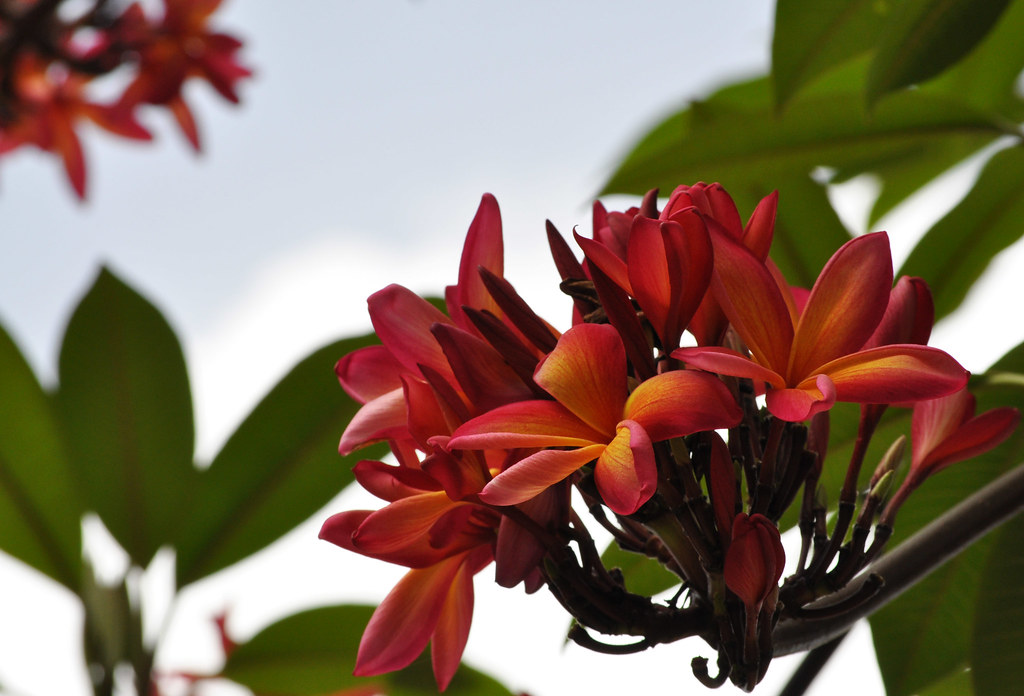 Monoï? Red Monoi Flowers, Andromeda Botanical Gardens, Bar… Flickr