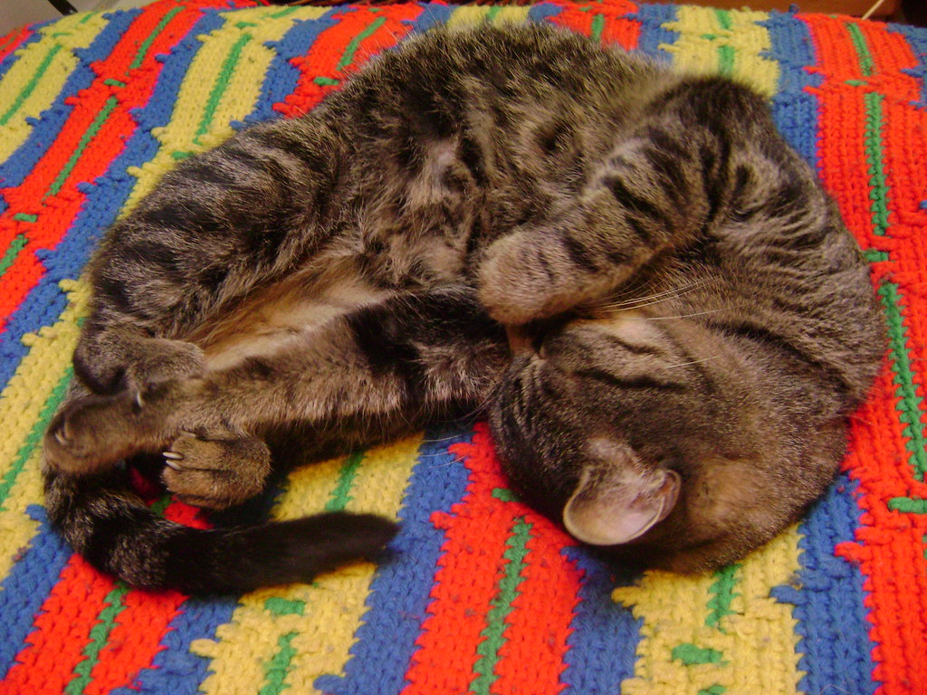 smokie 005 my cat smokie kaysy Flickr