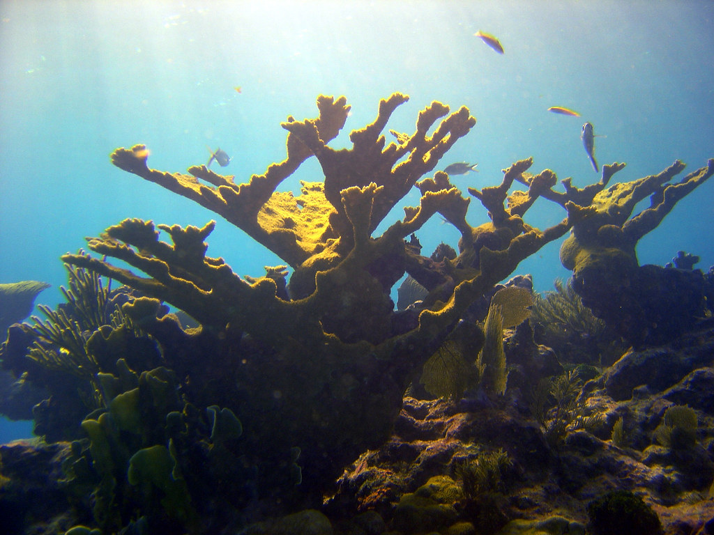 Elkhorn Coral on Molasses Reef in John Pennekamp Marine Pa… Flickr