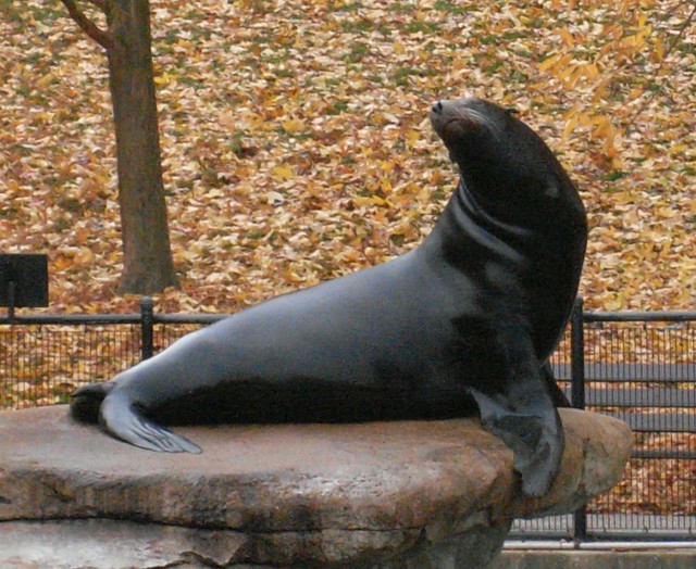 Single Seal Arf arf Raevyss Flickr