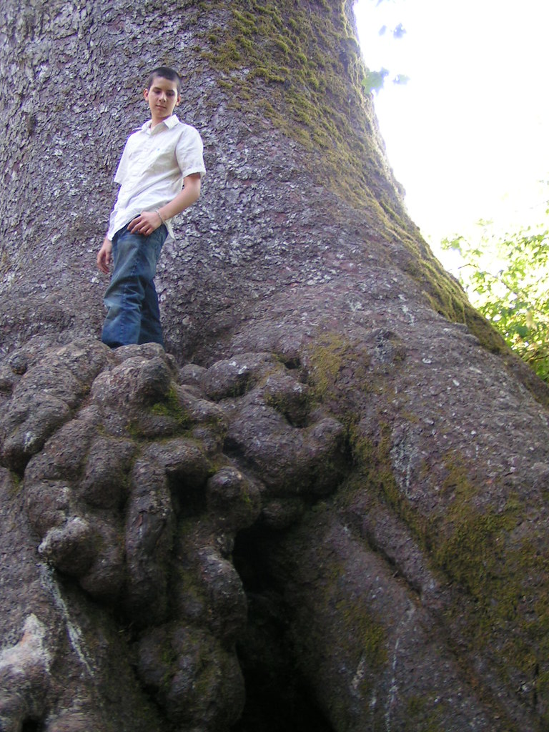 world's tallest sycamore tree 4 tall. big roots. tallllll.… Flickr