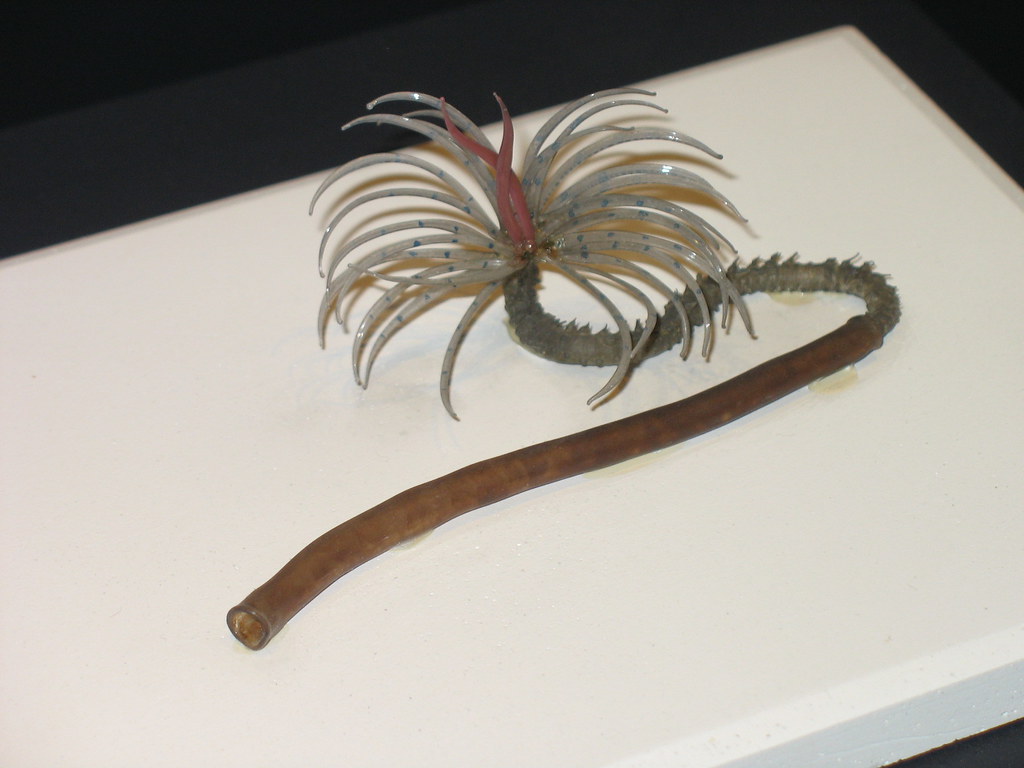 Glass sea worm Harvard Museum of Natural History Glass sea… Flickr