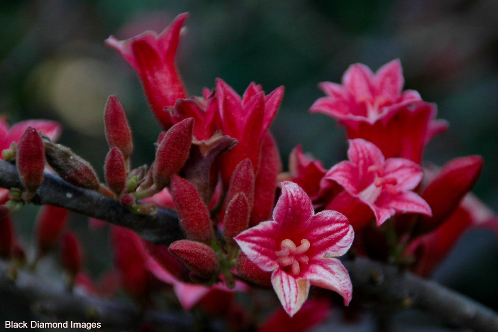 Female Flowers Brachychiton bidwillii Little Kurrajong Flickr