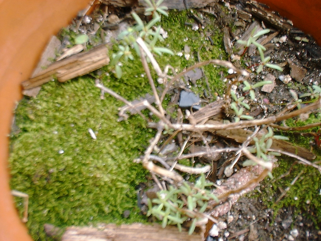 moss, moss rose, and some kind of weed? MBK (Marjie) Flickr