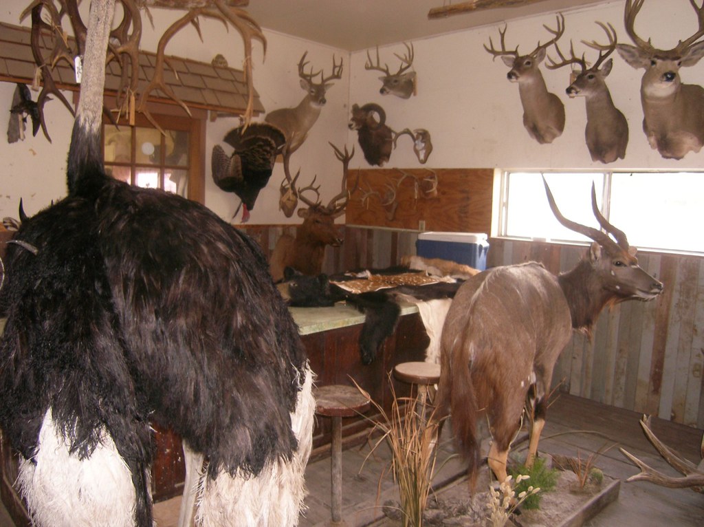 Taxidermy in Texas Flickr