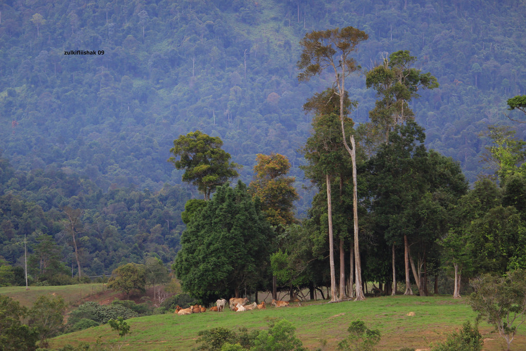 Ladang lembu dalam hutan Ulu Lepar animal breeding