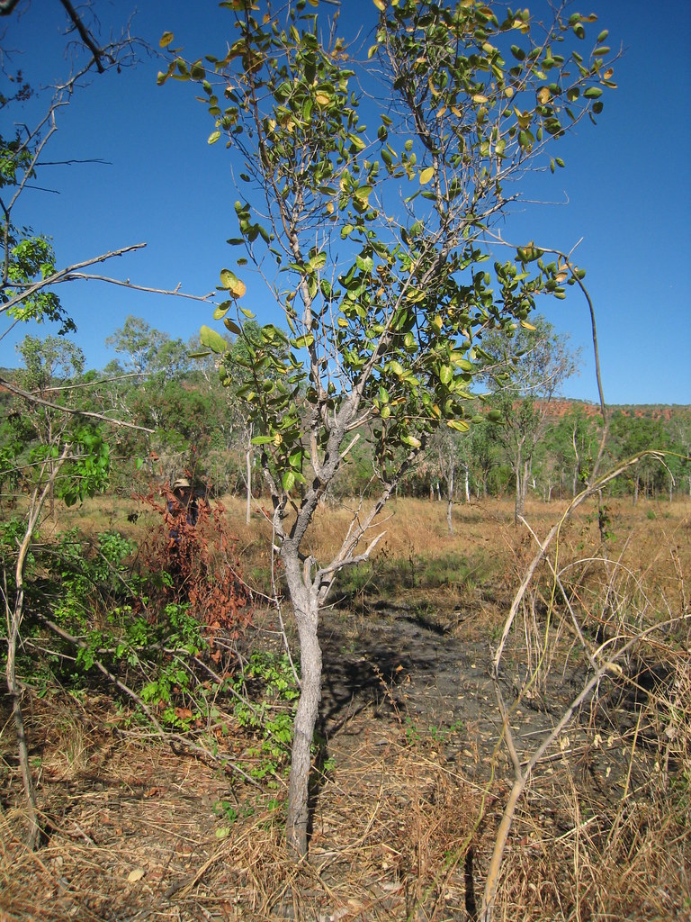 Sandpaper fig IMG_1338 Sandpaper fig. Ficus opposita. (The… Flickr
