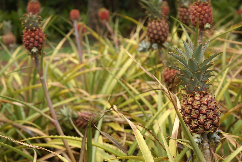 Dole® Pineapples Dole® Plantation Lat 21.52 Long158.03 … Flickr