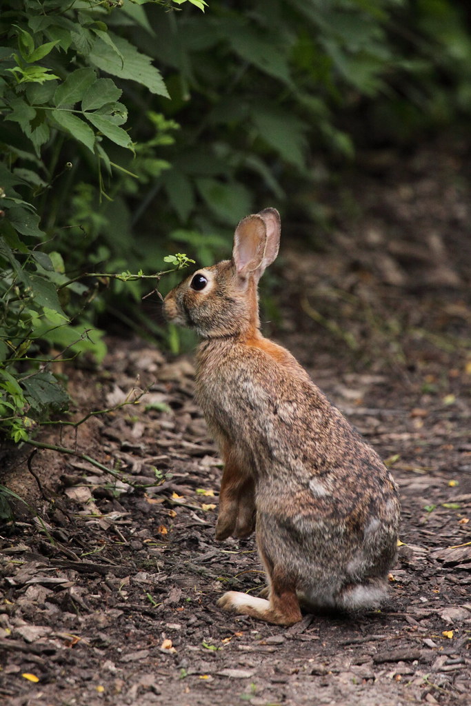 Rabbit Reach The cottontail rabbit was nibbling away on th… Flickr
