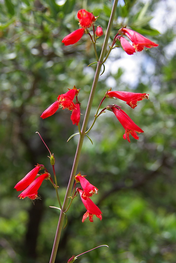 Penstemon flowers Granite Mountain Prescott Arizona a photo on