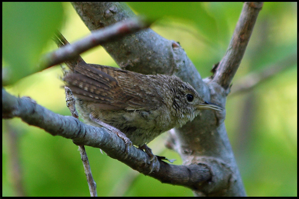 House Wren (?) Michigan This is not the prettiest little b… Flickr