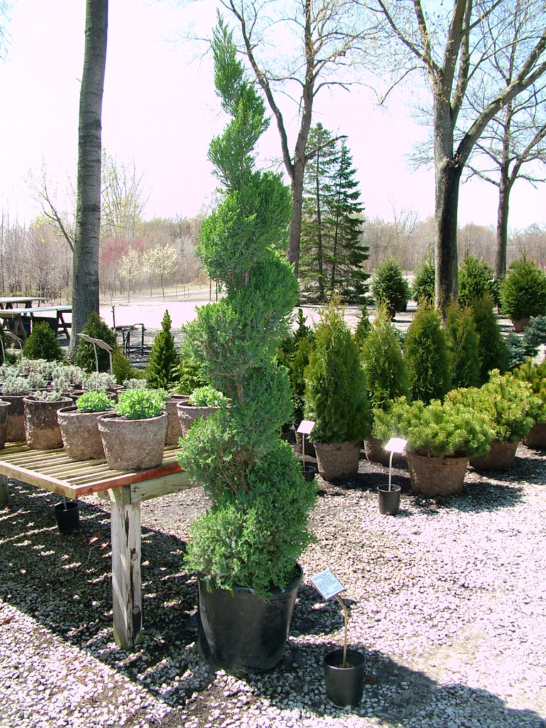 Juniper Blue Point Spiral Grows to 10' tall by 3' wide. Th… Flickr