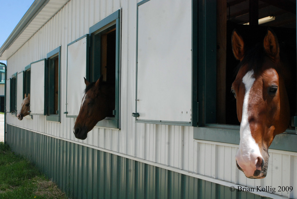 Walnut Creek Stables Goldie, Milk Truck, Balou At the Wa… Flickr