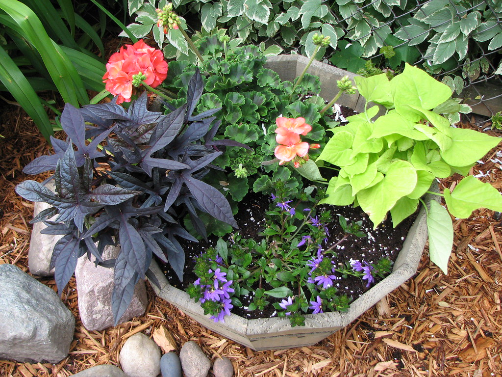 Potted plants, container garden My second try Geranium, S… Flickr