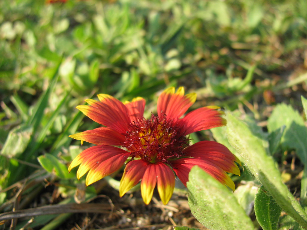 red flower, yellow tips Jason Raitz Flickr